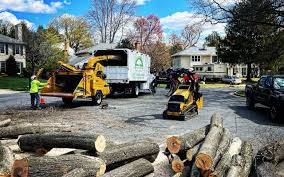 Professional Tree Services in Hawaiian Gardens, CA