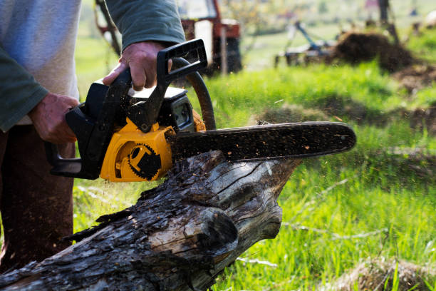 Leaf Removal in Hawaiian Gardens, CA